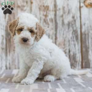 Hackman, Mini Labradoodle Puppy